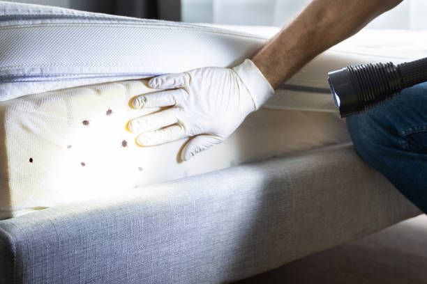 Best Termite Control Services  in Independence, LA