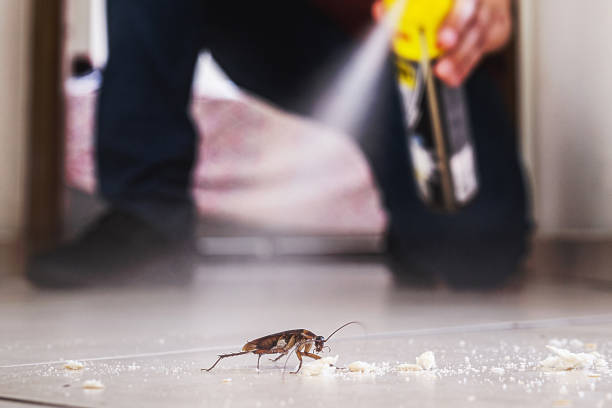 Spider Control Near Me in Independence, LA
