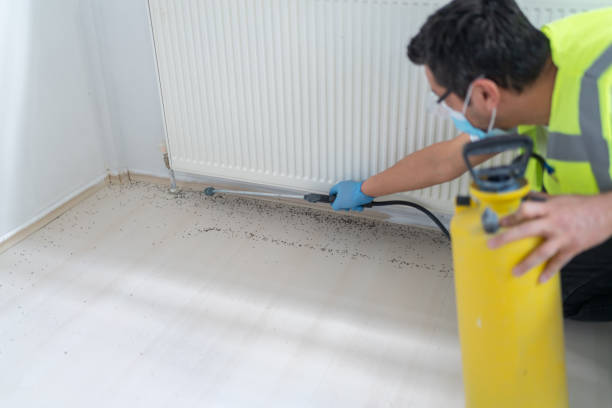 Best Flea Control Services  in Independence, LA