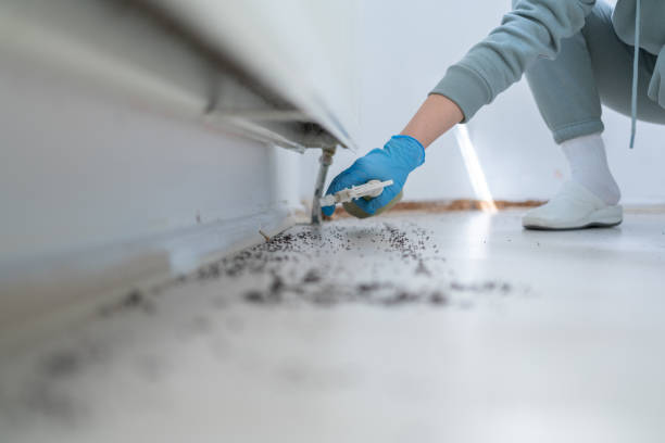 Best Affordable Pest Control Services  in Independence, LA